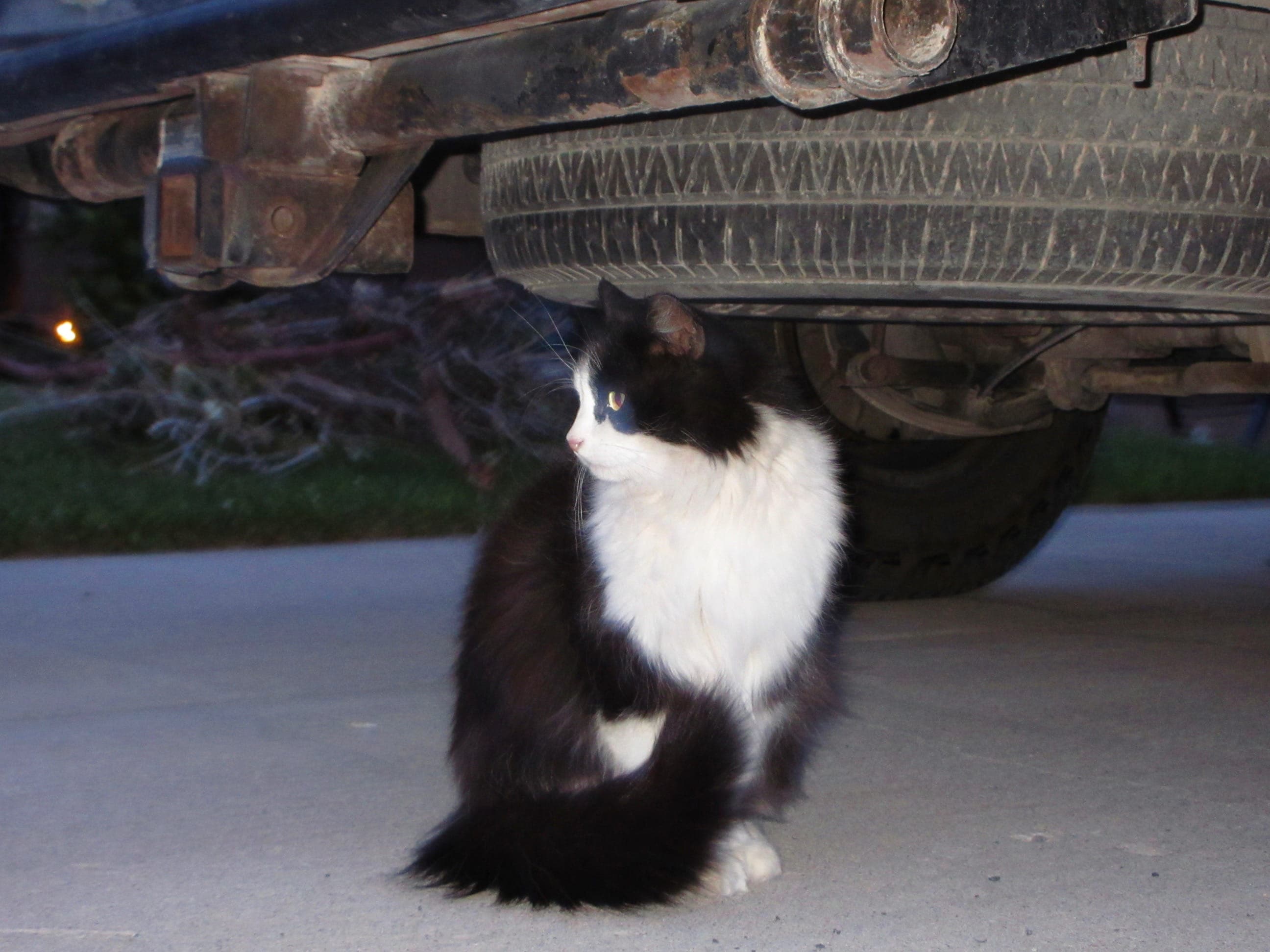 Fluffly tuxedo cat under a car