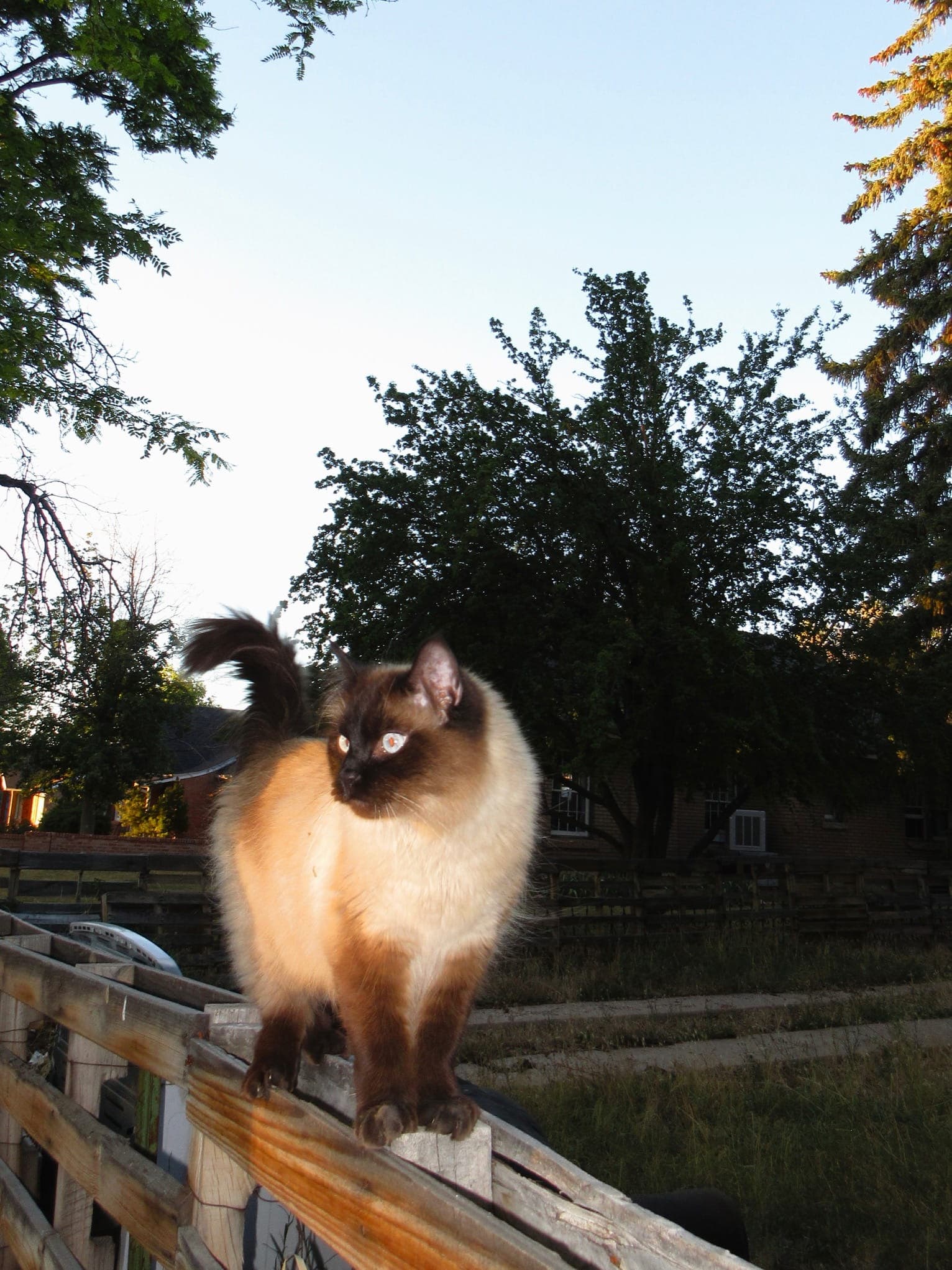 A cat sitting on a fence