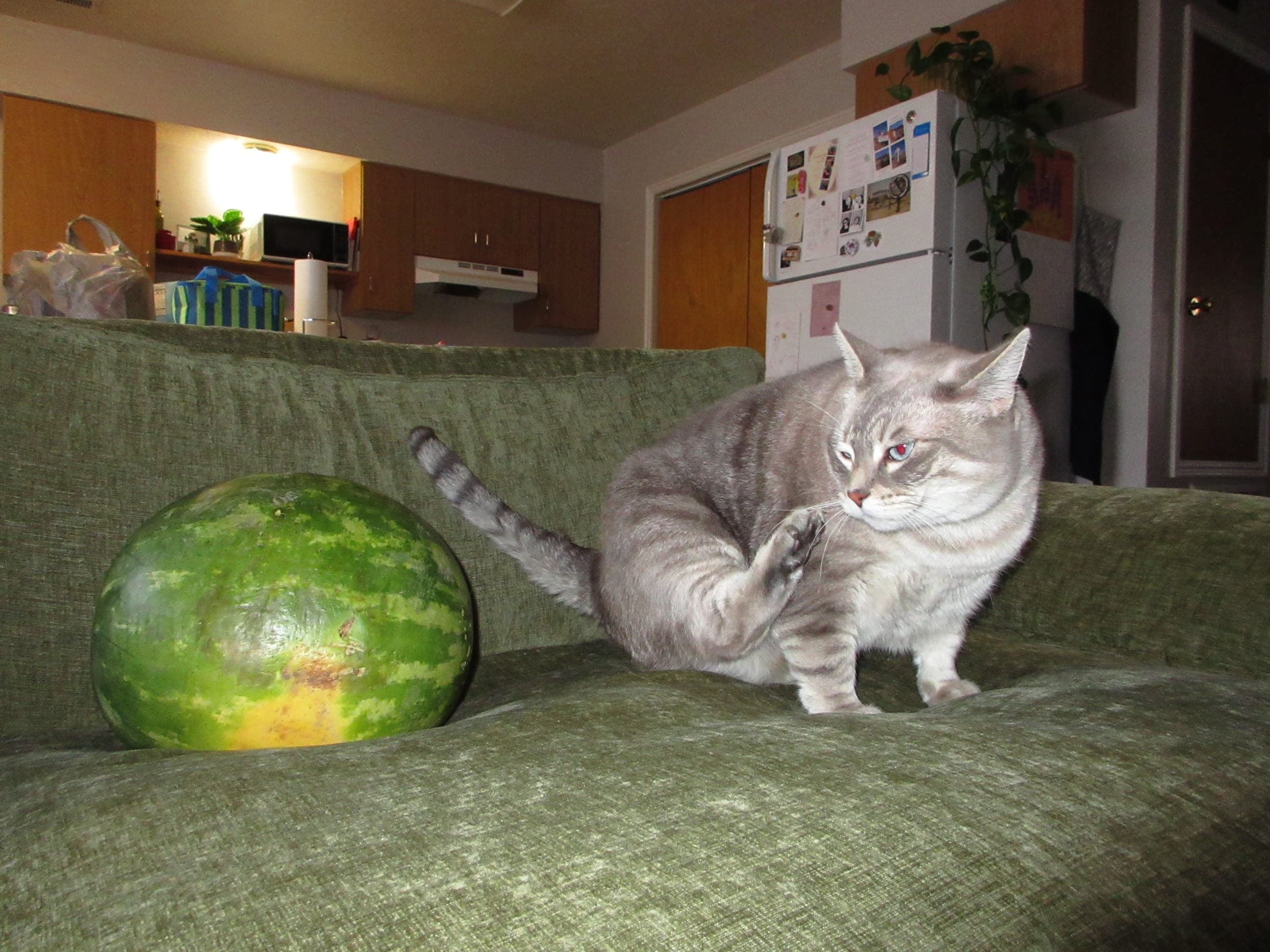 Lyla with a watermelon