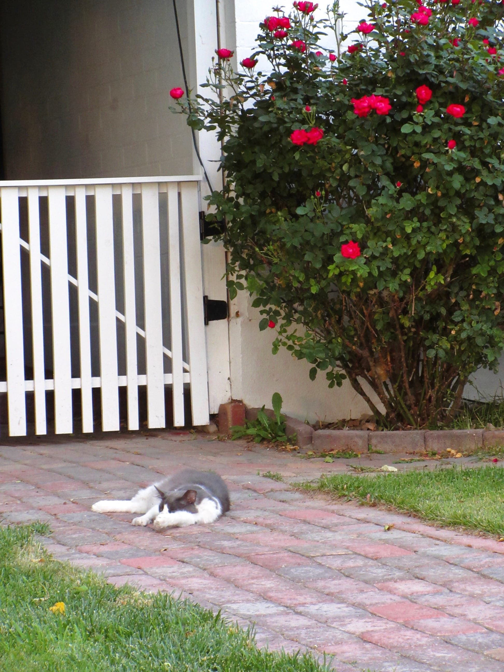 A cat sleeping by red flowers
