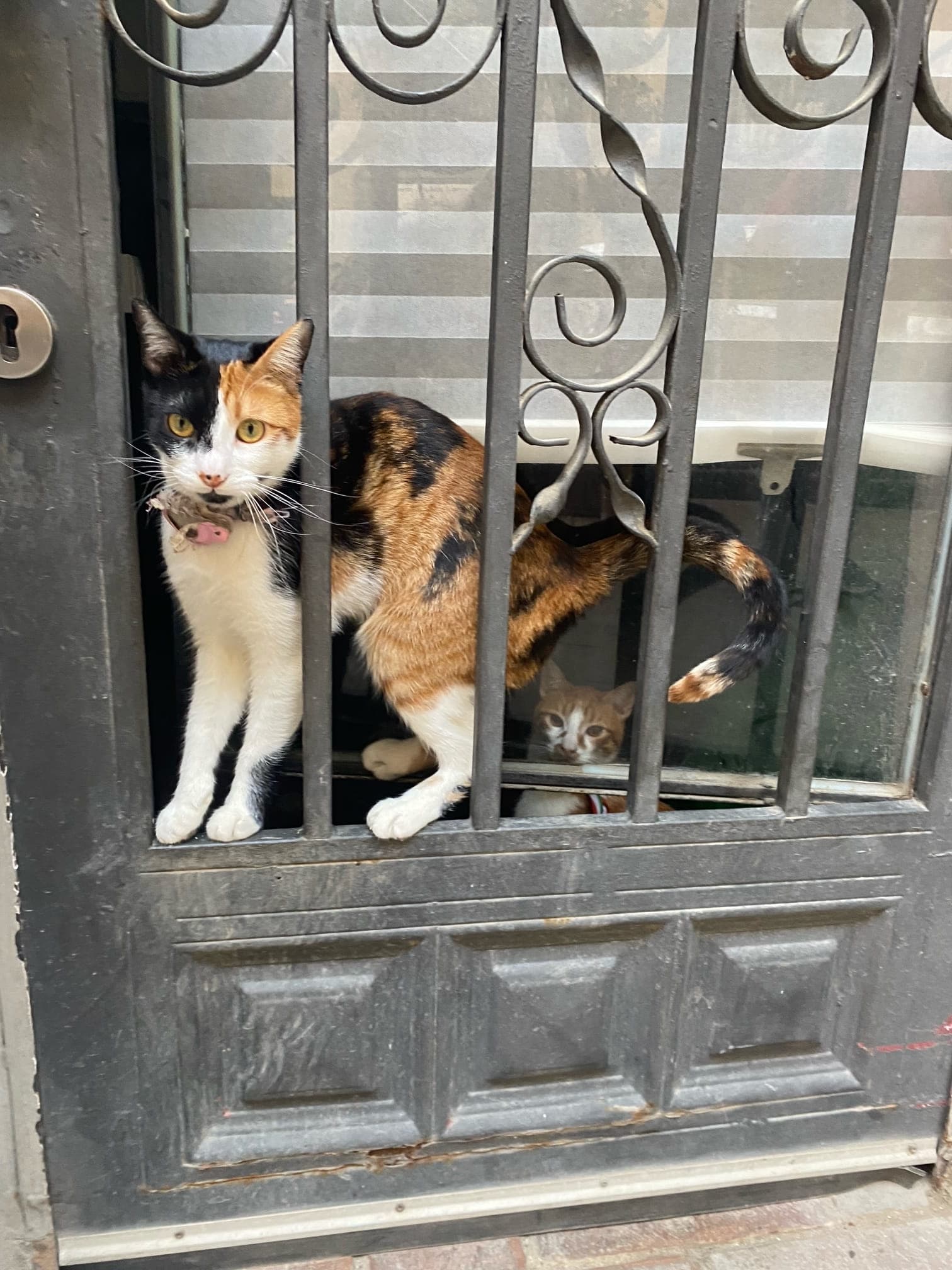 Two cats photographed in Spain
