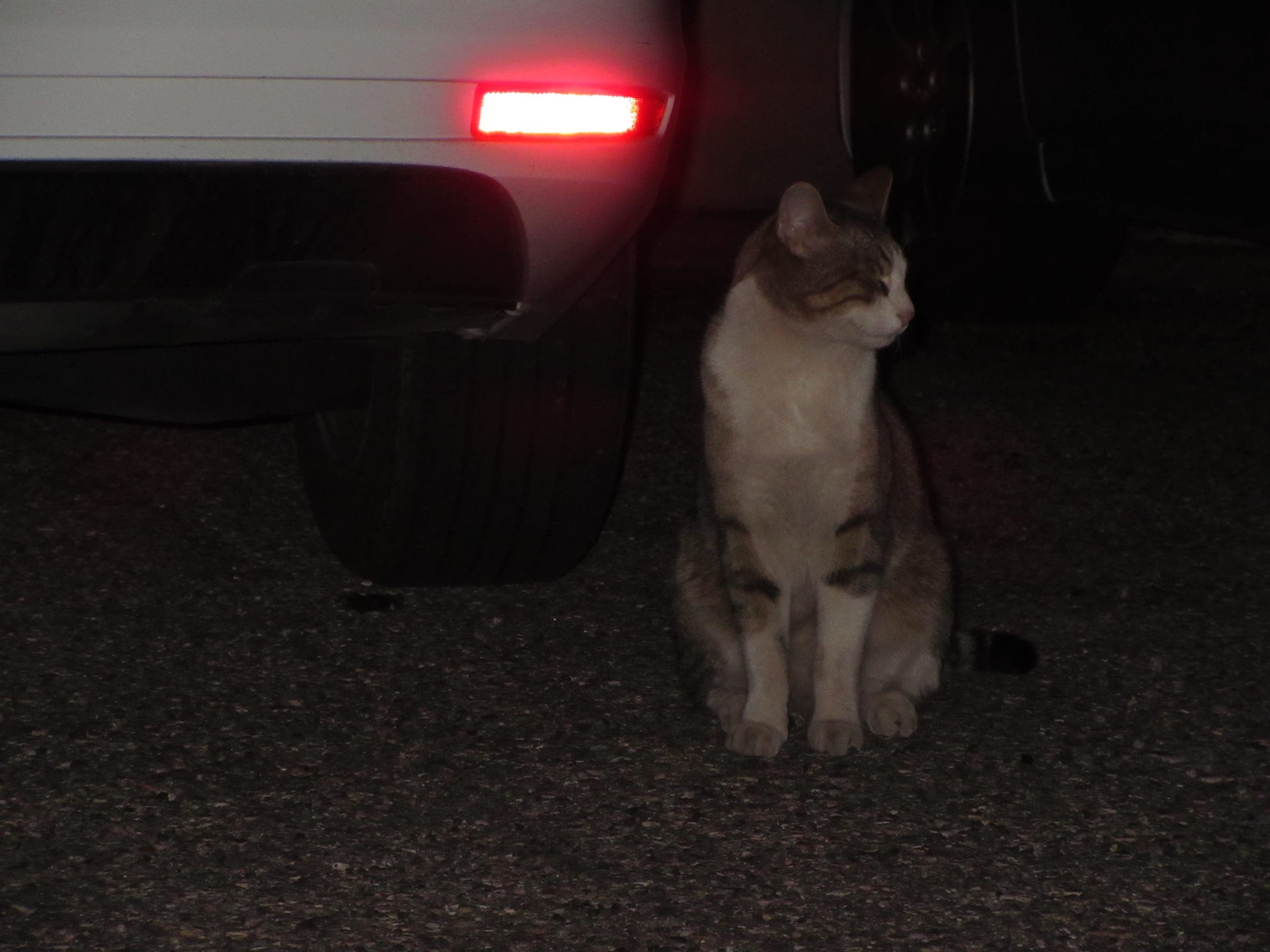 A stray cat next to a car