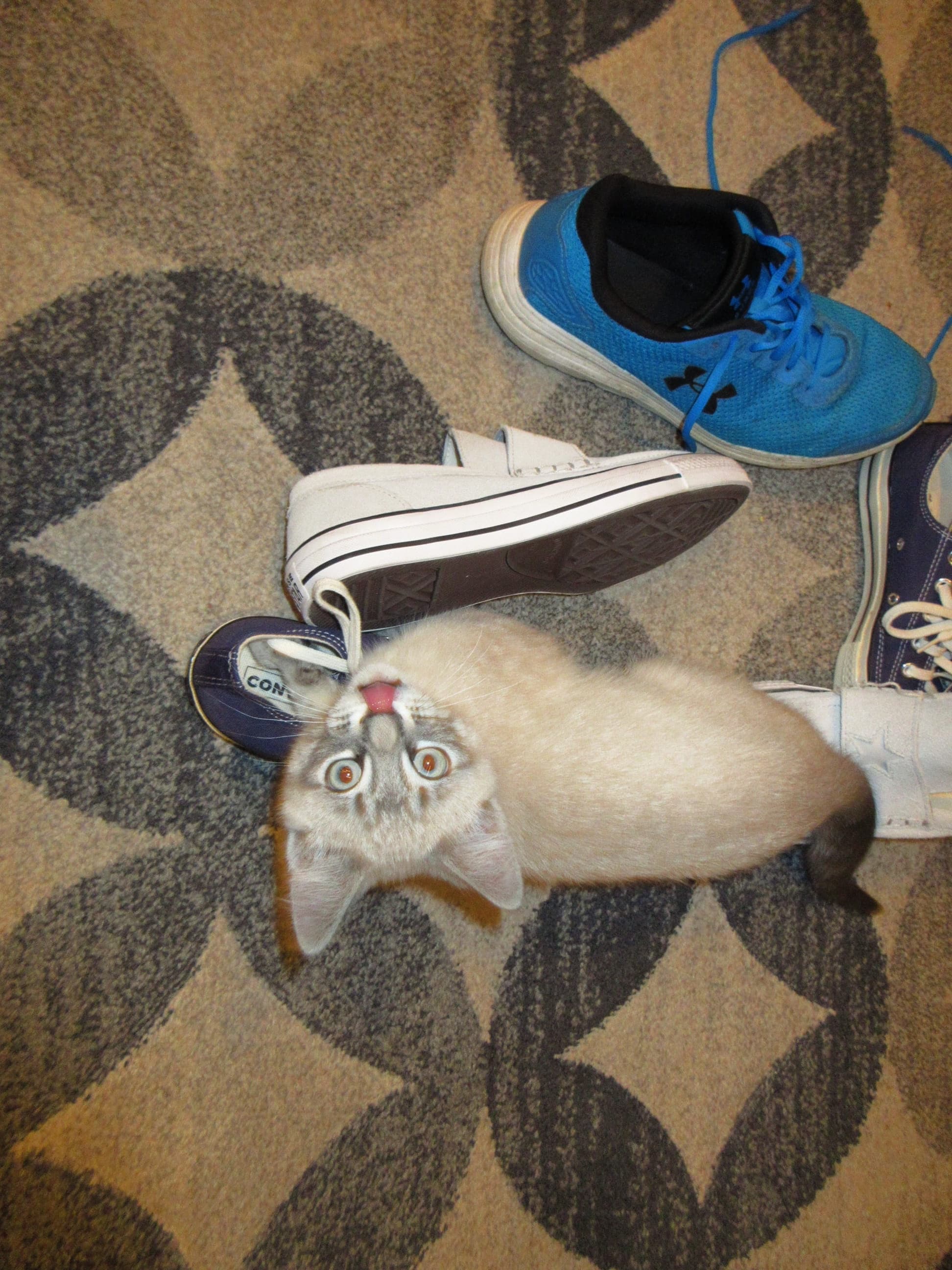 A kitten next to shoes